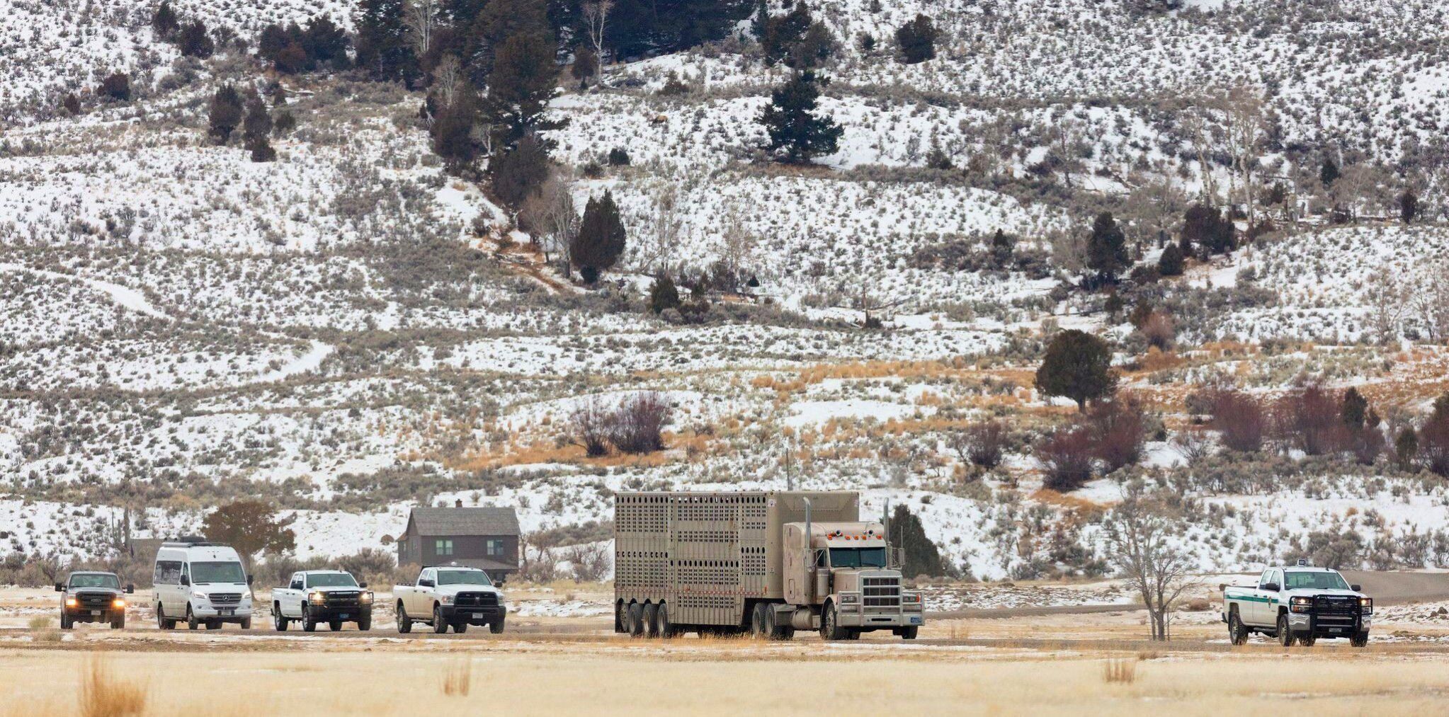 Bison trucking